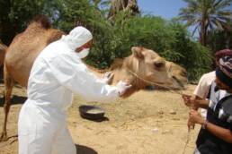 كورونا و التهاب الرئوي و المجاري التنفسية