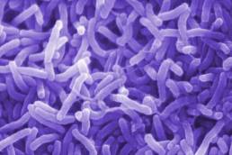 علاج الكوليرا