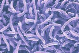 علاج الكوليرا بالاعشاب