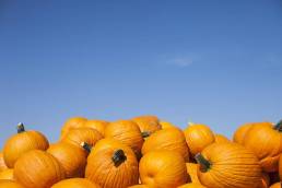 فوائد القرع