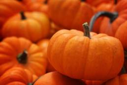 القرع العسلي