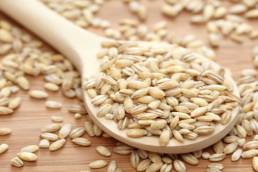 دقيق الشعير