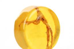 فوائد الجنسينج مع العسل