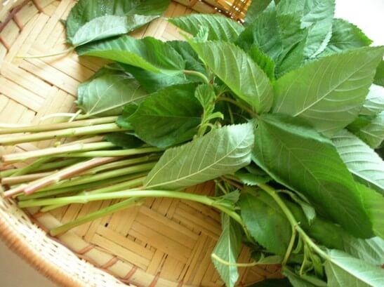 فوائد الملوخية