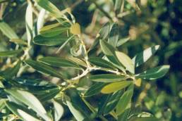 فوائد ورق الزيتون